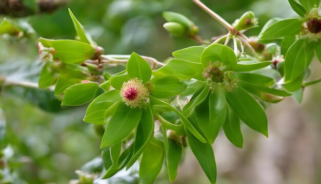 Photo a flower bud is blooming on a branch