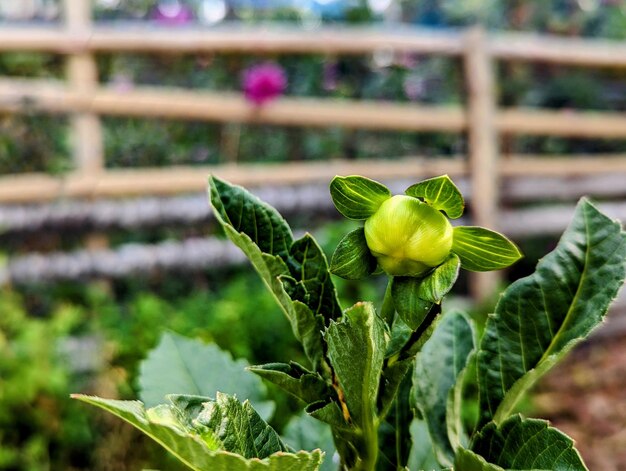 A flower bud is blooming in the garden