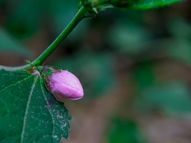A flower bud is on a stem
