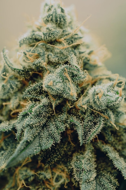 Flower bud marijuana plant closeup trichome