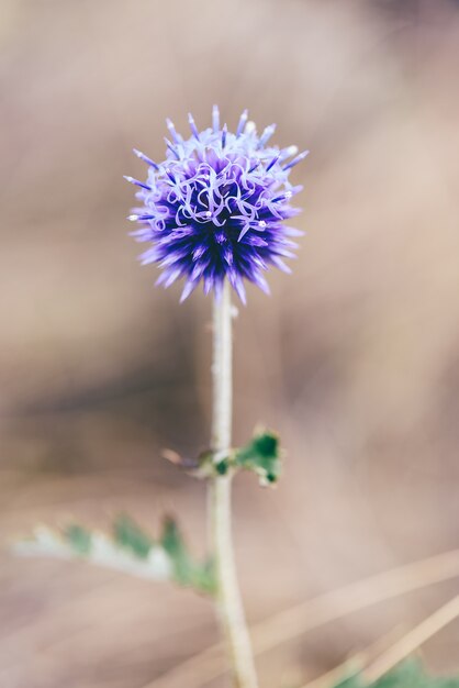 茶色の秋の日に紫のグローブ アザミの花のつぼみ