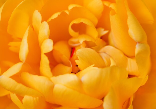 Flower bud with yellow petals peony closeup selective focus