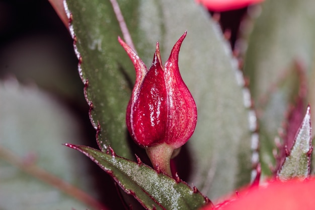 A flower bud