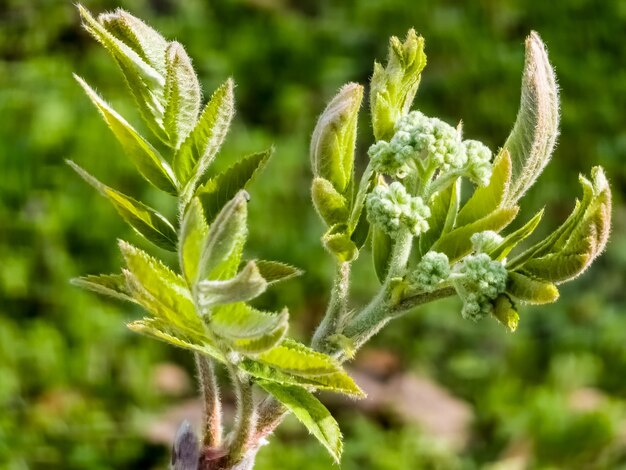 Photo flower buds cluster of rowan tree sorbus aucuparia branch with young green leaves and flower bud