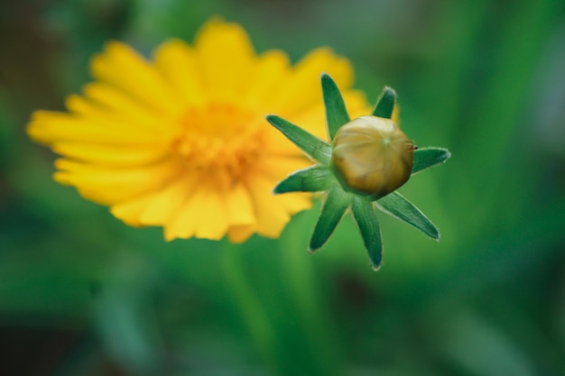 Цветочные бутоны Coreopsis lanceolata летом, которые скоро расцветут Цветочный фон Природа Обои