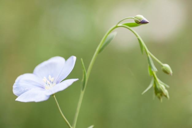 Flower and buds of flax plant