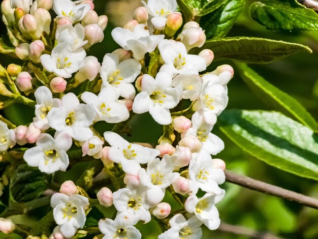 Foto cuccioli e fiori di viburnum rhytidophyllum in primavera