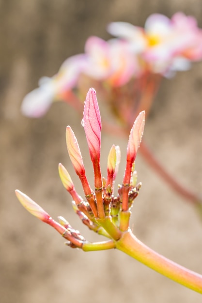 Flower buds of pink yellow plumeria (frangipani). 