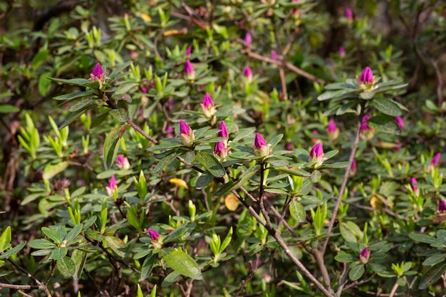 Flower buds of Rhododendron dilatatum, Japanese azaleas on a bush in the garden