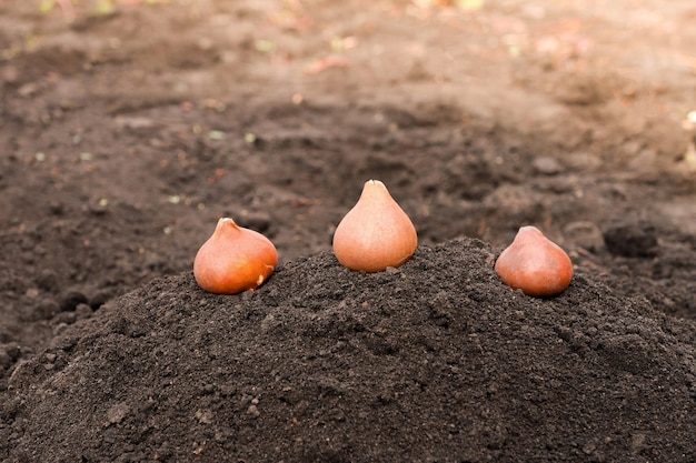 Flower bulbs on the soil in the garden ready for planting several tulip seeds closeup