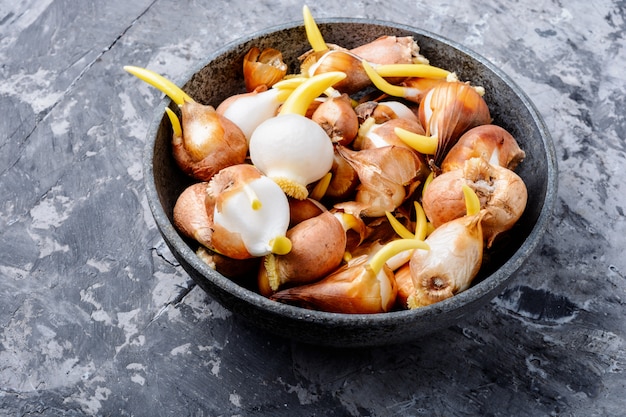 Flower bulbs on the table