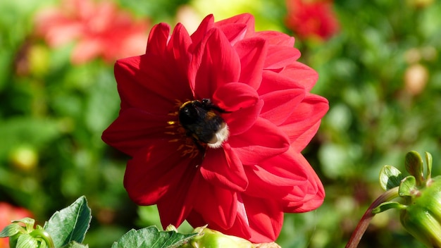 Foto fiore e calabrone