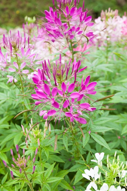 Flower bushes in the garden