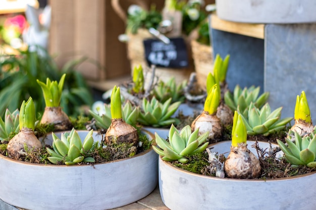 Flower business Spring hyacinths and succulents in a pot on a shop window