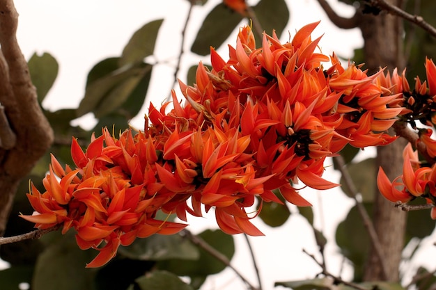 Photo flower of butea monosperma or butea frondosa or doak kura or flame of the forest or bastard teak