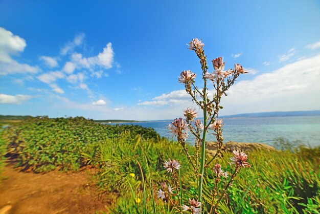 イタリアサルデーニャ島の海沿いの花