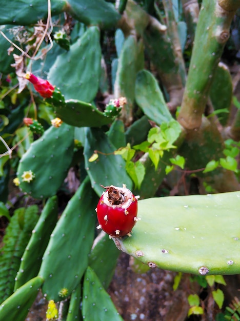 Flower on a cactus in the garden. Blooming cactus with a red flower.