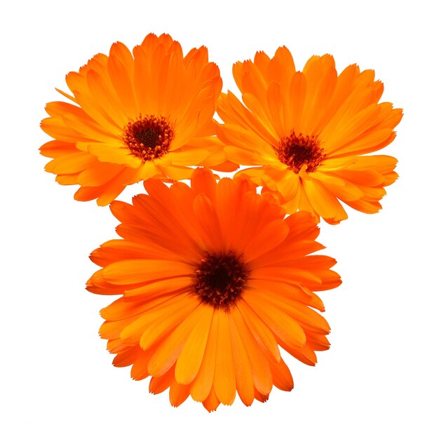 Flower of calendula officinalis bouquet with leaves isolated on white background. Marigolds, medicinal plants. Golden petals. Flat lay, top view. Floral pattern, object