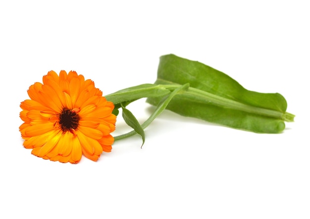 Flower of calendula officinalis bouquet with leaves isolated on white background. Marigolds, medicinal plants. Golden petals