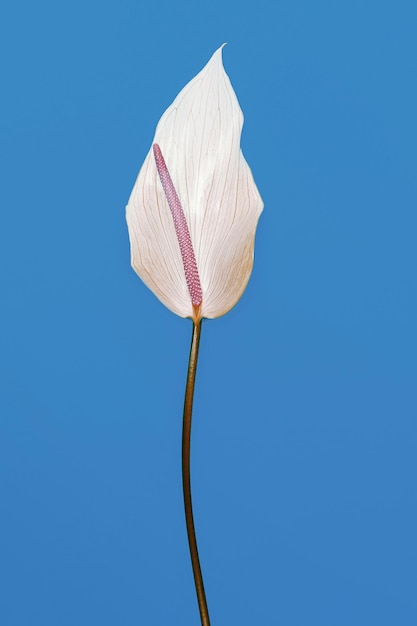 Photo flower calla minimal design