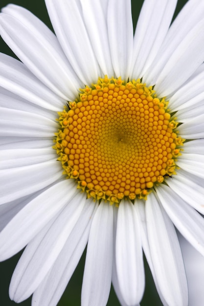 Flower of camomile close up