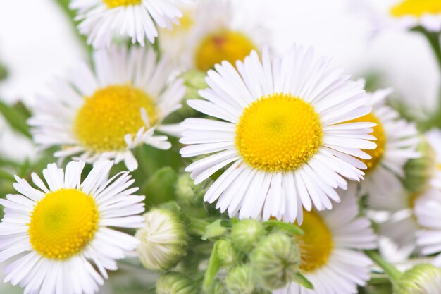 Flower camomile