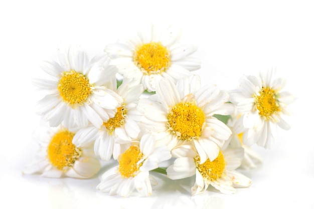 Flower camomile