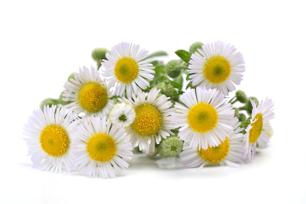 Flower camomile