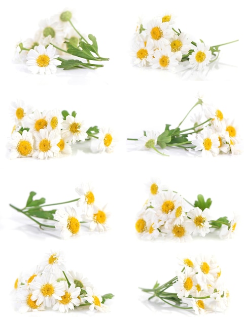 Flower camomile