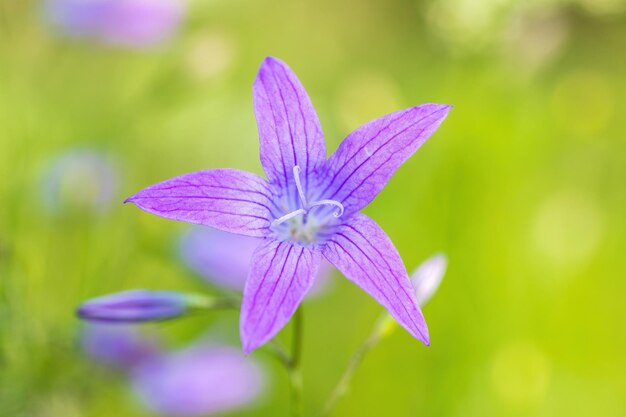 Photo flower campanula patula wild flowering plant