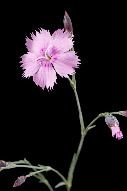 Цветок гвоздики лат Dianthus deltoides, изолированные на черном фоне