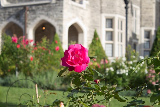 A Flower In Casa Loma