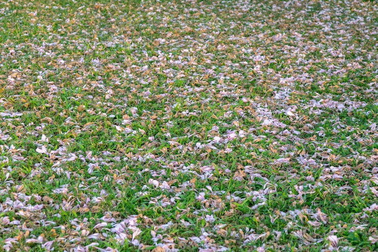 Photo ceiba speciosa 또는 chorisia speciosa의 꽃은 선별적인 초점과 흐릿한 backgr에서 수분을 공급하는 꿀벌입니다.