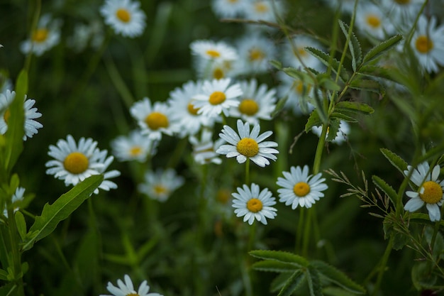 Flower, chamomile, plant close-up, natural