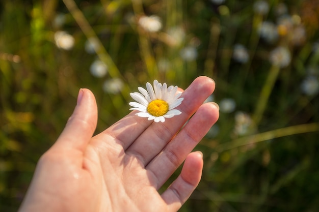 Flower, chamomile, plant close-up, natural