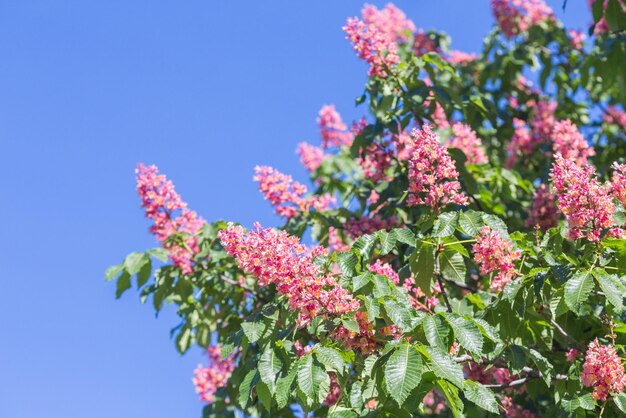 栗の木の花