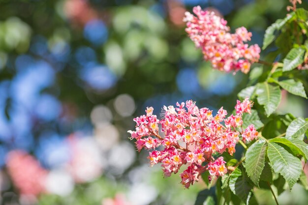 Flower of chestnut tree