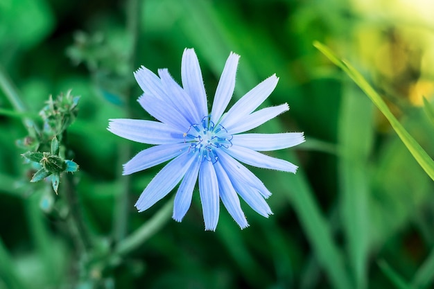 Flower chicory close-up on green leaves