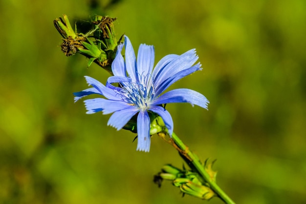 Photo flower of the chicory plant blooming in a meadows at summer