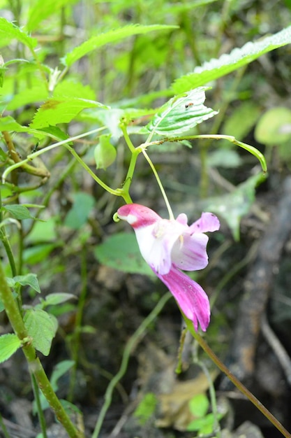 flower in chingmai