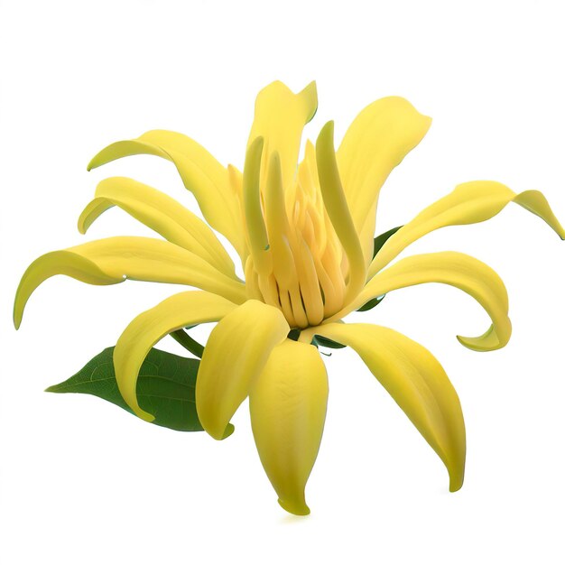 Photo flower climbing ylangylang climbing ilangilang manorangini harachampa kantali champa isolated on white background