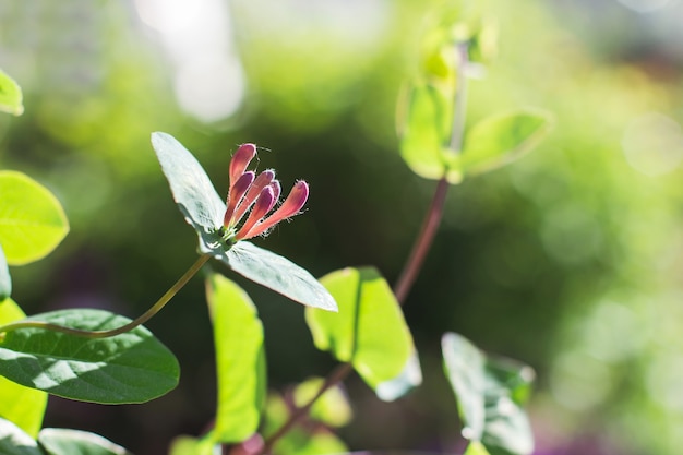 Flower close up in blurred plants background