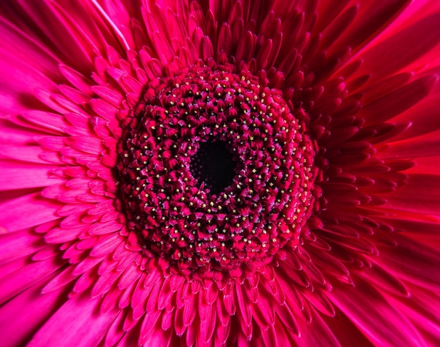 Flower closeup macro photography of pink gerbera flower