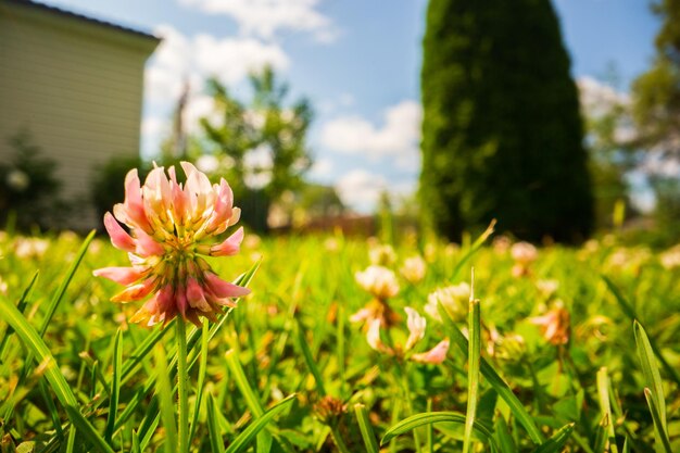 Foto fiore in primo piano in una giornata di sole in estate bellissimo paesaggio rurale naturale con sfondo sfocato per design e progetti a tema naturale