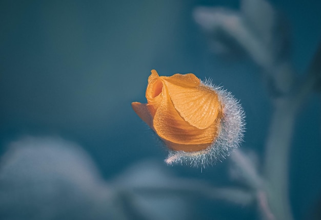 Flower Closeup