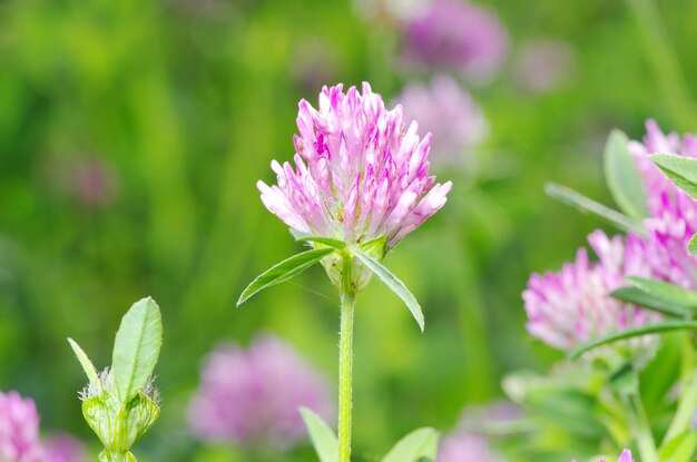 Flower clovers