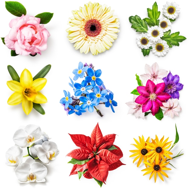 白い背景で隔離の花のコレクション。春と夏の庭の花のセットです。花柄。上面図、フラットレイ
