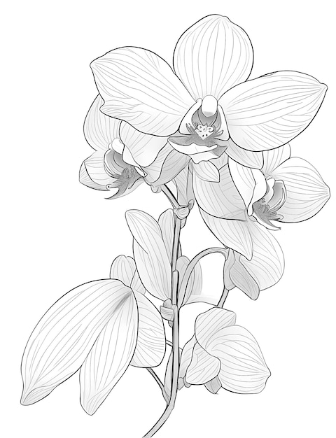 Flower coloring Book 'Orchid' line art vector illustration