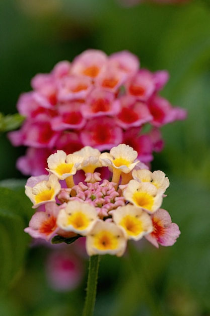 선택적 초점이 있는 Lantana camara 종의 Common Lantana 꽃