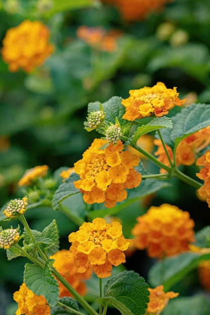 선택적 초점이 있는 Lantana camara 종의 Common Lantana 꽃